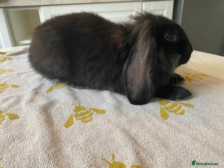 Mini Lion Lop rabbits - Advert 36