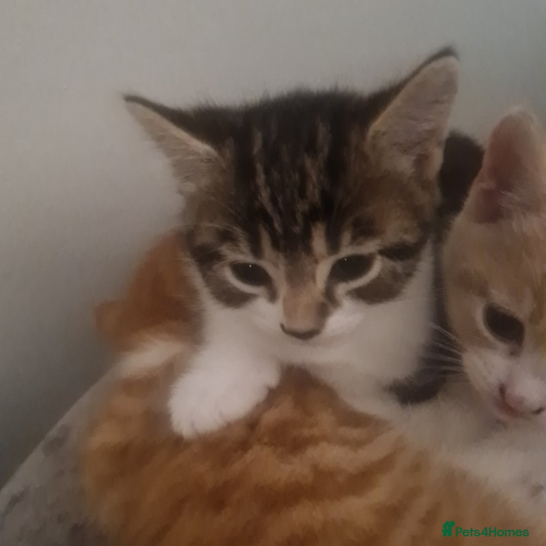 Mixed Breed cats for sale: Beautiful kittens - Advert 13