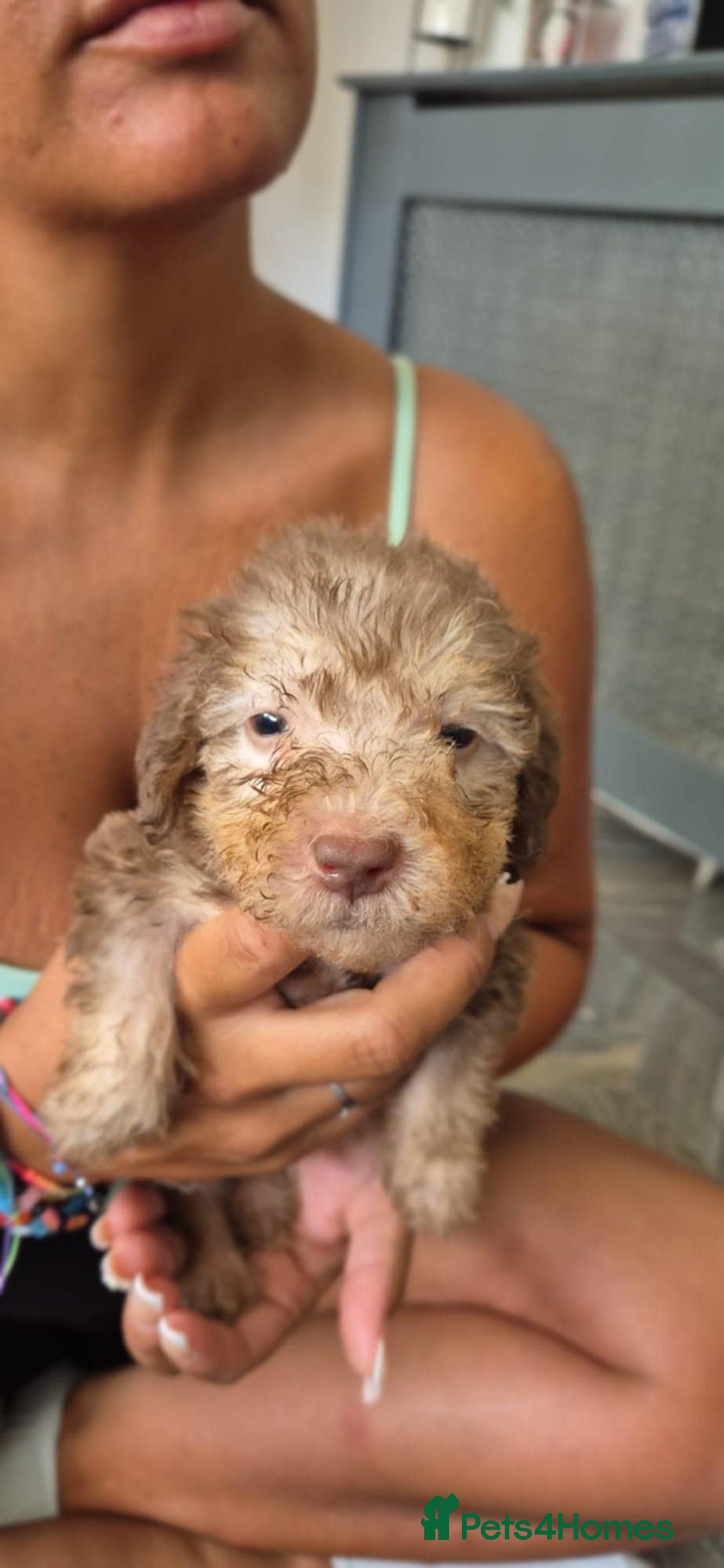 Bedlington Terrier dogs for sale: Bedlington terrier puppies  - Image 9