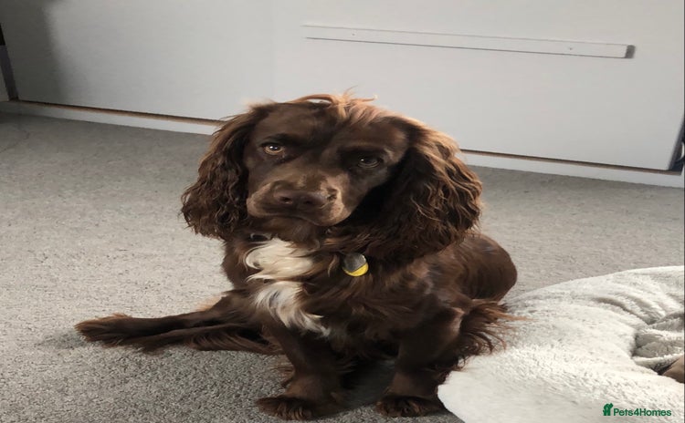 Cocker Spaniel dogs Cocker spaniel and springer spaniel - Advert 2