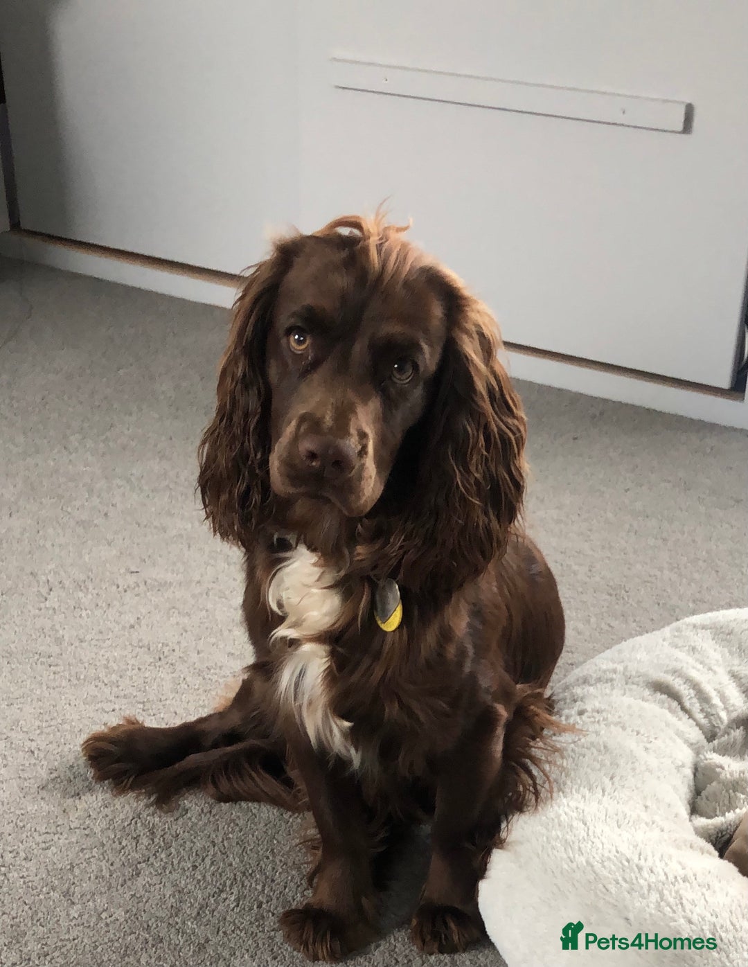 Cocker Spaniel dogs for sale: Cocker spaniel and springer spaniel - Advert 1