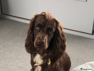 Cocker Spaniel dogs Cocker spaniel and springer spaniel - Advert 1