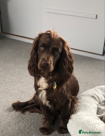 Cocker Spaniel dogs Cocker spaniel and springer spaniel - Advert 1