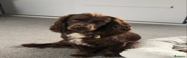 Cocker Spaniel