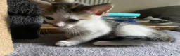 Domestic Shorthair cats for sale: 4 Kittens for sale in Uxbridge - Advert 6