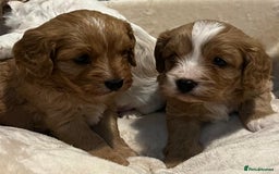 Cavapoo dogs for sale: 🐶🐩ADORABLE MINIATURE CAVAPOOS🐩🐶 - Image 15