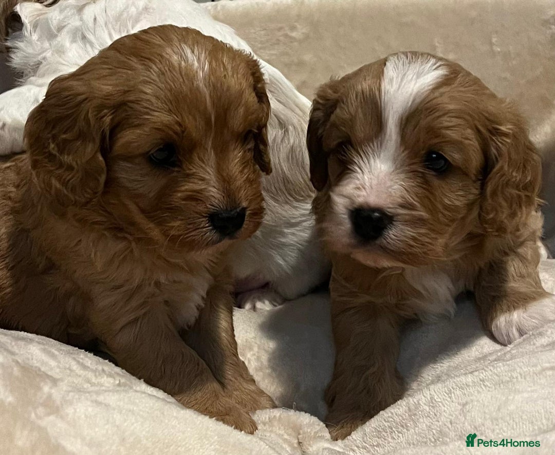 Cavapoo dogs for sale: 🐶🐩ADORABLE MINIATURE CAVAPOOS🐩🐶 - Image 15