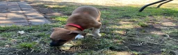 Italian Greyhound dogs for sale: Gorgeous Kc reg Italian greyhound  - Advert 22