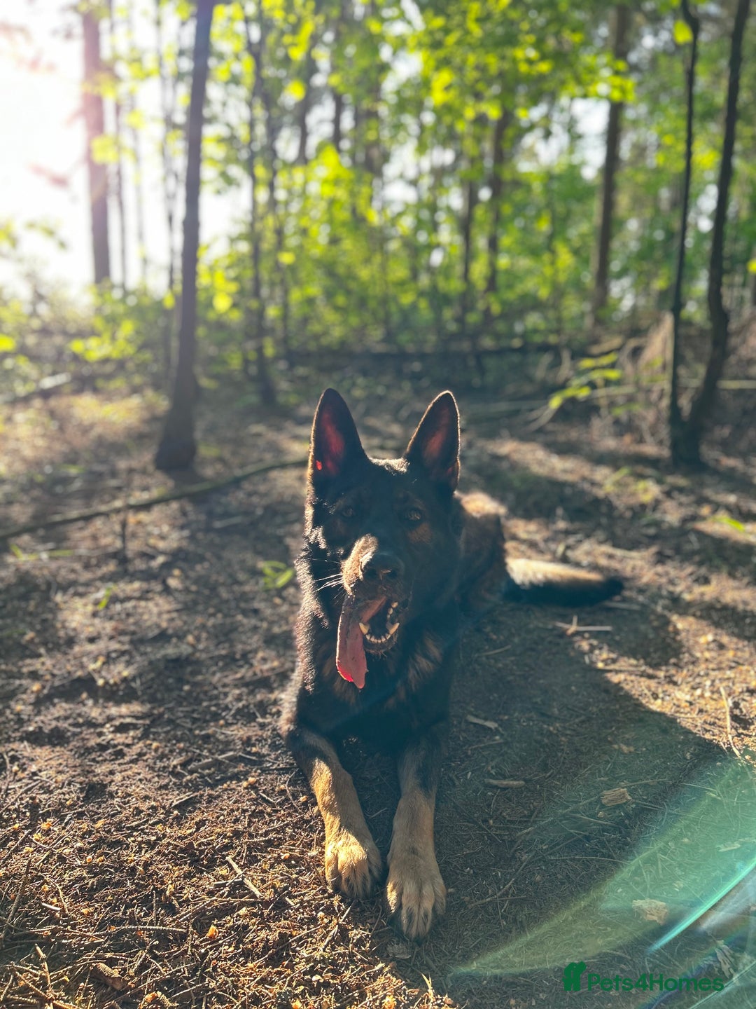 German Shepherd dogs for stud: Gorgeous German Shepherd For Stud in Kidderminster - Image 2