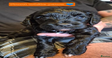 Cockapoo dogs - Advert 12