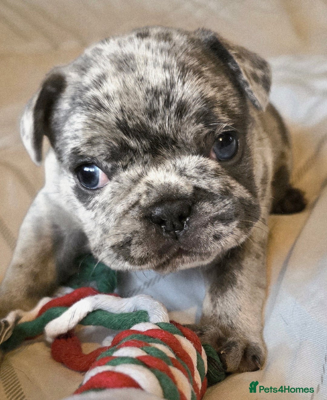 French Bulldog dogs for sale: French bulldog puppies  - Advert 4