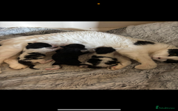 Mixed Breed cats for sale: 3 male kittens 4 months old  - Image 3