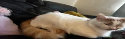 Mixed Breed cats for sale: Cat for sale  - Advert 3