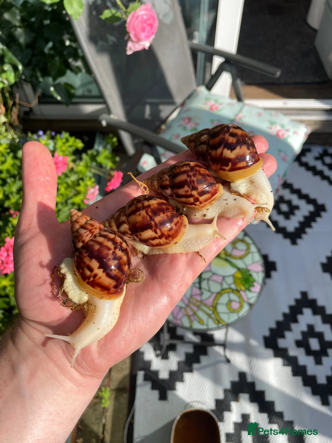 Snails invertebrates for sale: Albino Giant African Snails for sale! - Advert 1