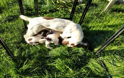 English Springer Spaniel dogs for sale: KC Working bred English Springer Spaniel pups - Image 10