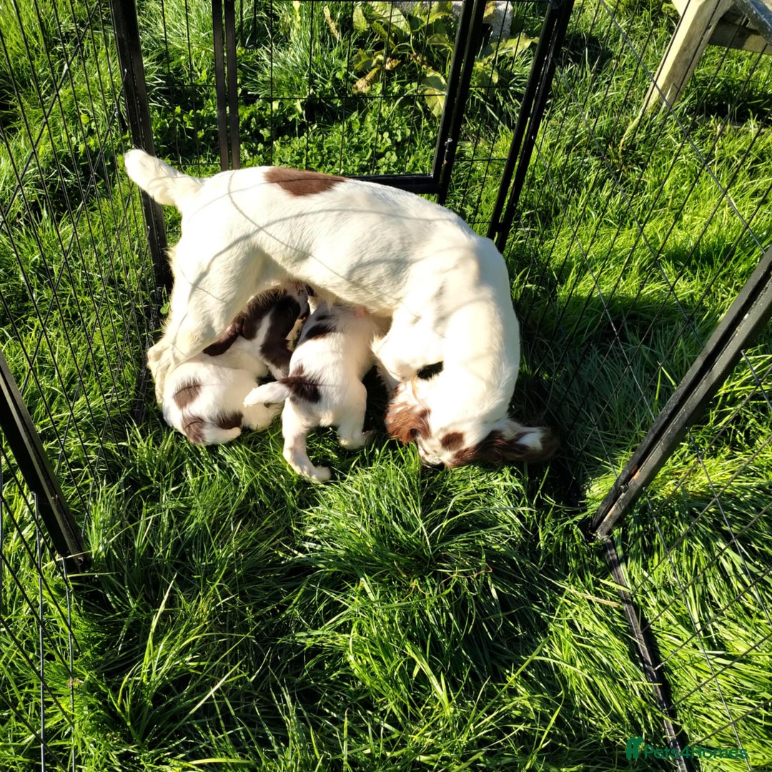 English Springer Spaniel dogs for sale: KC Working bred English Springer Spaniel pups - Image 10