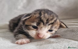 Maine Coon cats for sale: DNA TESTED 100% MAINE COON KITTENS  - Image 16
