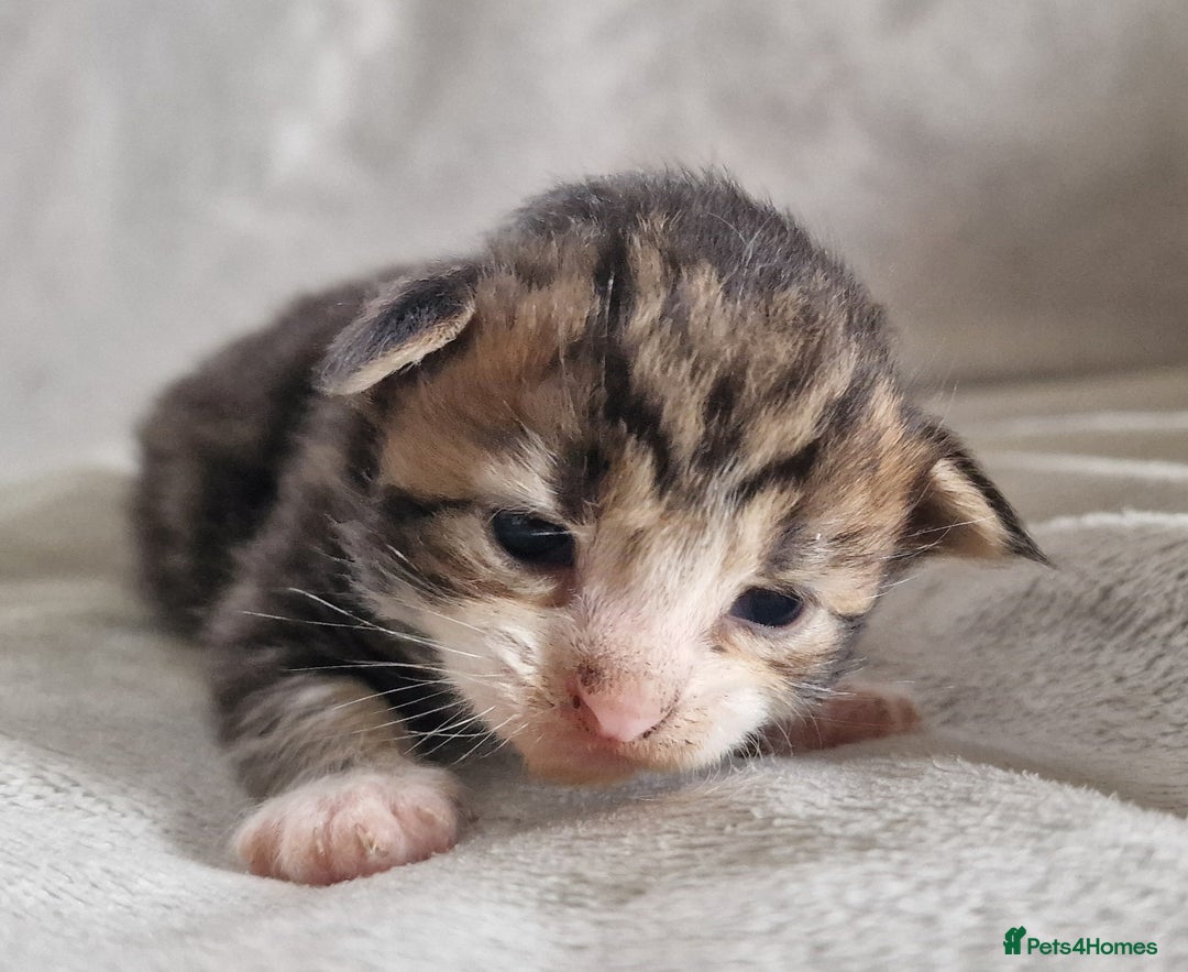 Maine Coon cats for sale: DNA TESTED 100% MAINE COON KITTENS  - Image 16