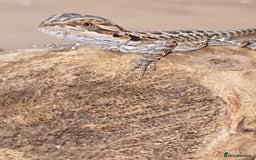 Bearded Dragon reptiles for sale: Baby bearded dragons with tint red 2 for £100 - Image 5