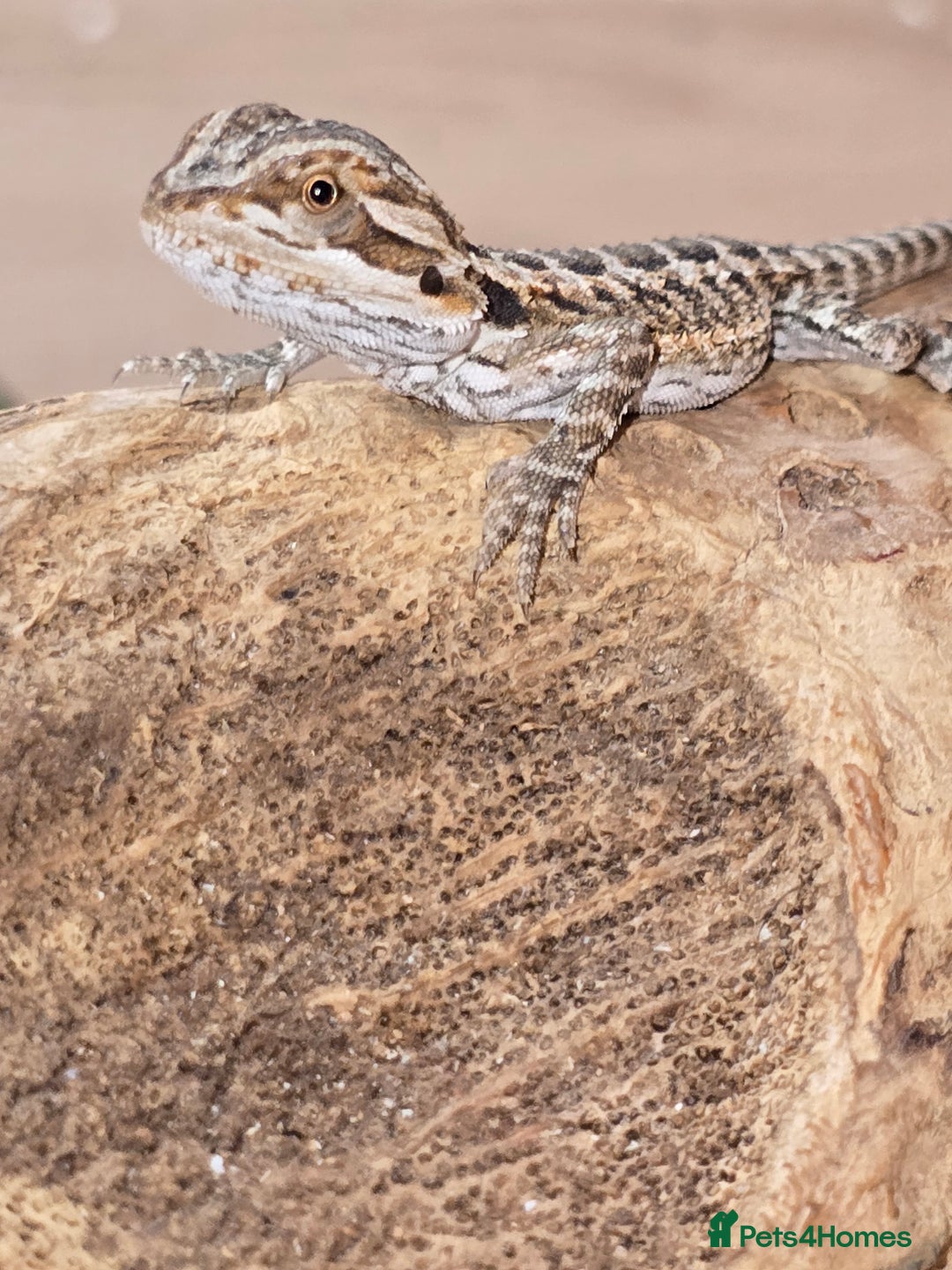 Bearded Dragon reptiles for sale: Baby bearded dragons with tint red 2 for £100 - Image 5