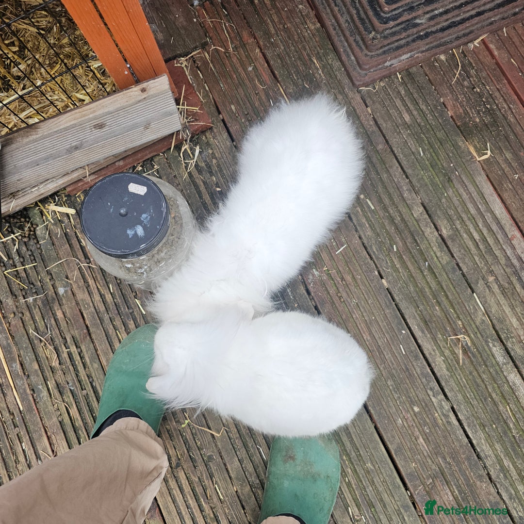 Lionhead rabbits for sale: Lionhead rabbit  - Image 3