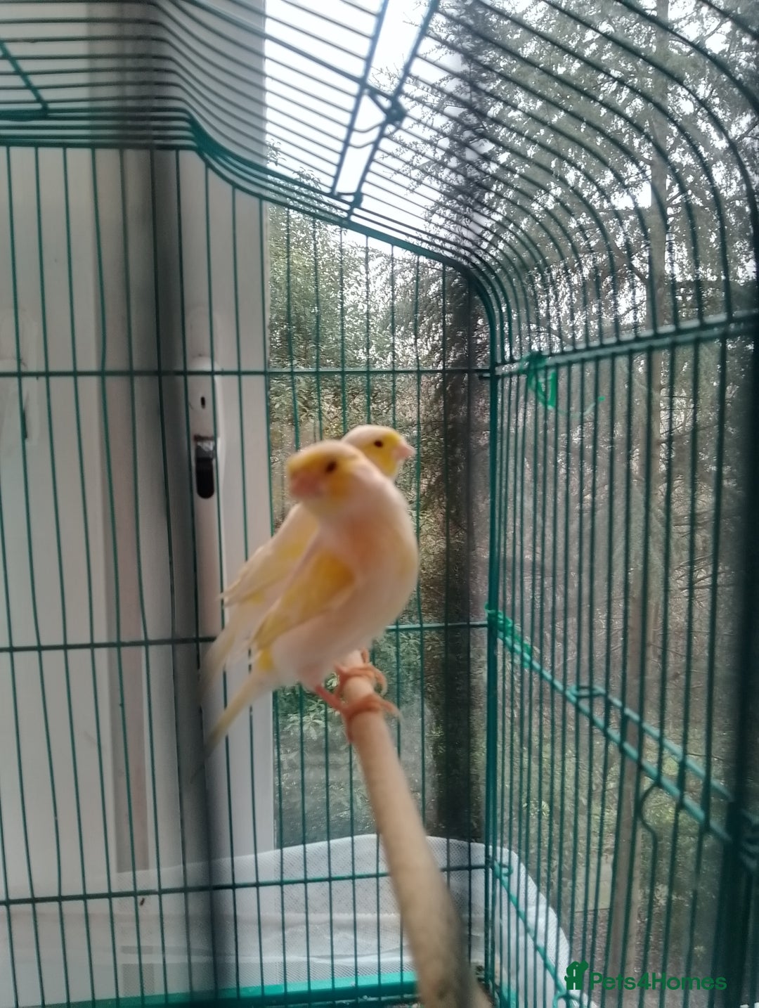 Canaries birds for sale: Yellow mosaic canaries for sale  - Advert 12