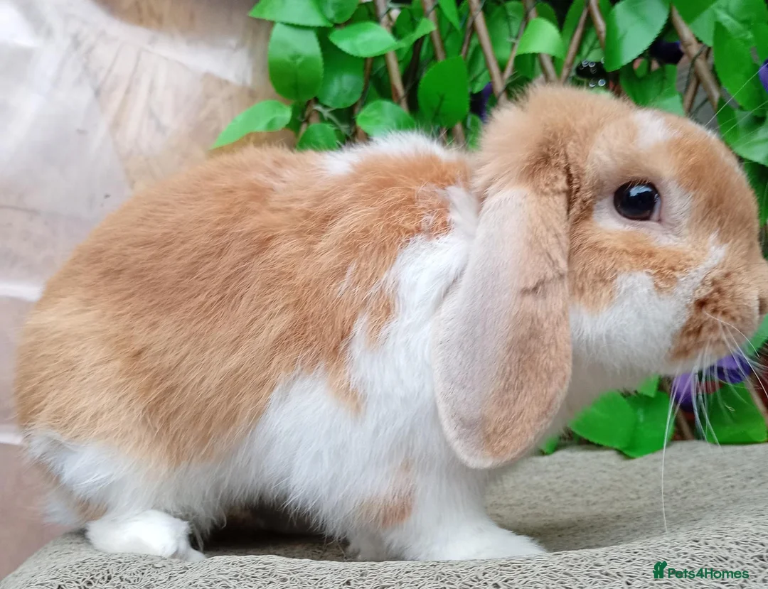 Mini Lop rabbits for sale: Mini lop adults - Advert 1