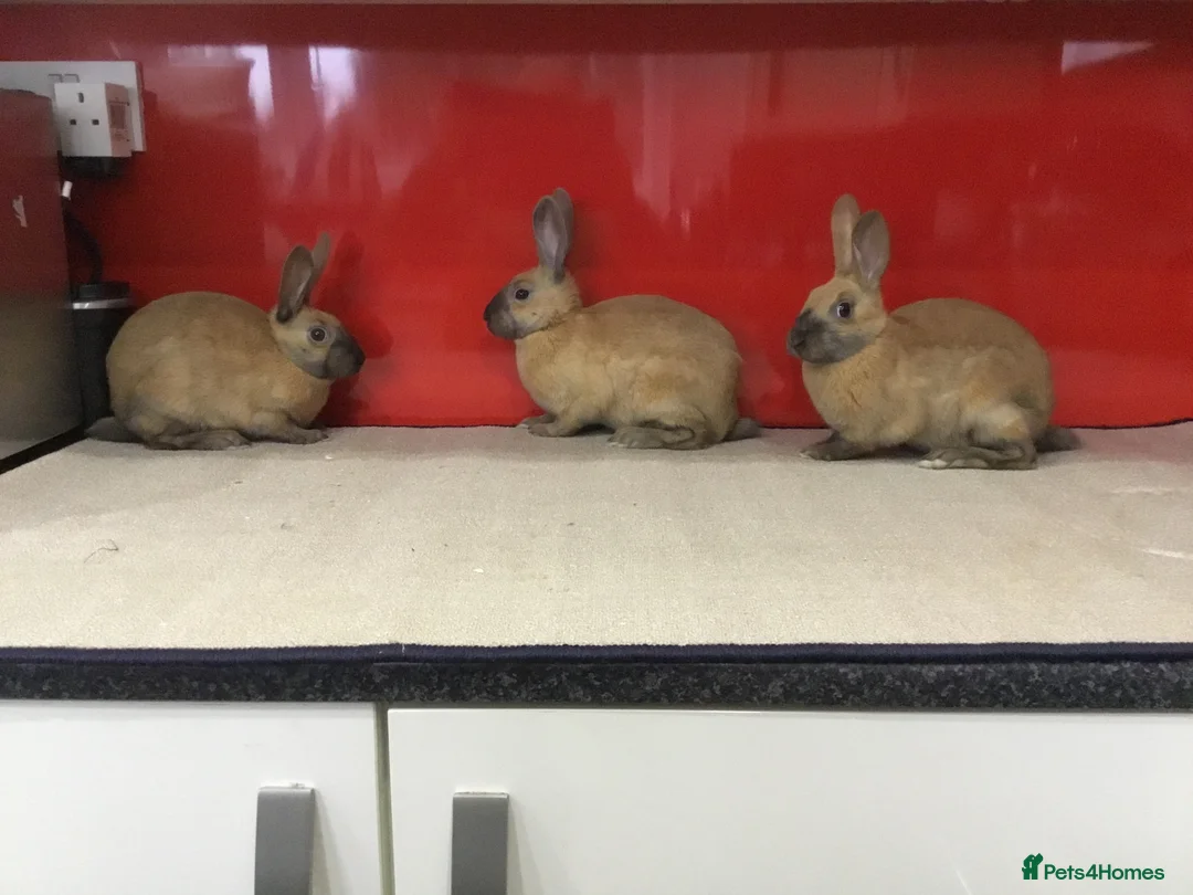 English Spot rabbits for sale: English Rabbits for sale  - Advert 1