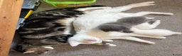 Domestic Shorthair cats for sale: Turkish angora/siamese X Torbie kittens  - Advert 4