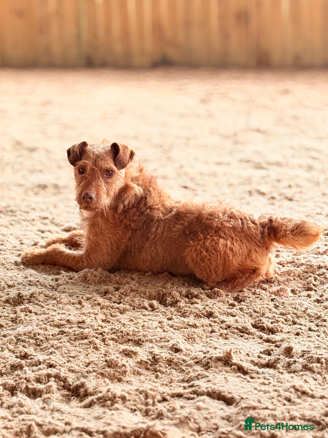 Patterdale Terrier dogs for sale: Ready Late December  - Advert 6