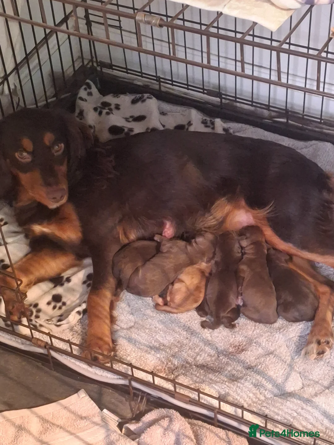 Cocker Spaniel dogs for sale: Cocker spaniel puppies  in Houghton le Spring - Advert 14