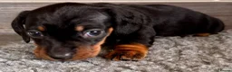 Miniature Dachshund dogs for sale: Miniature dachshund  in Huntingdon - Advert 6