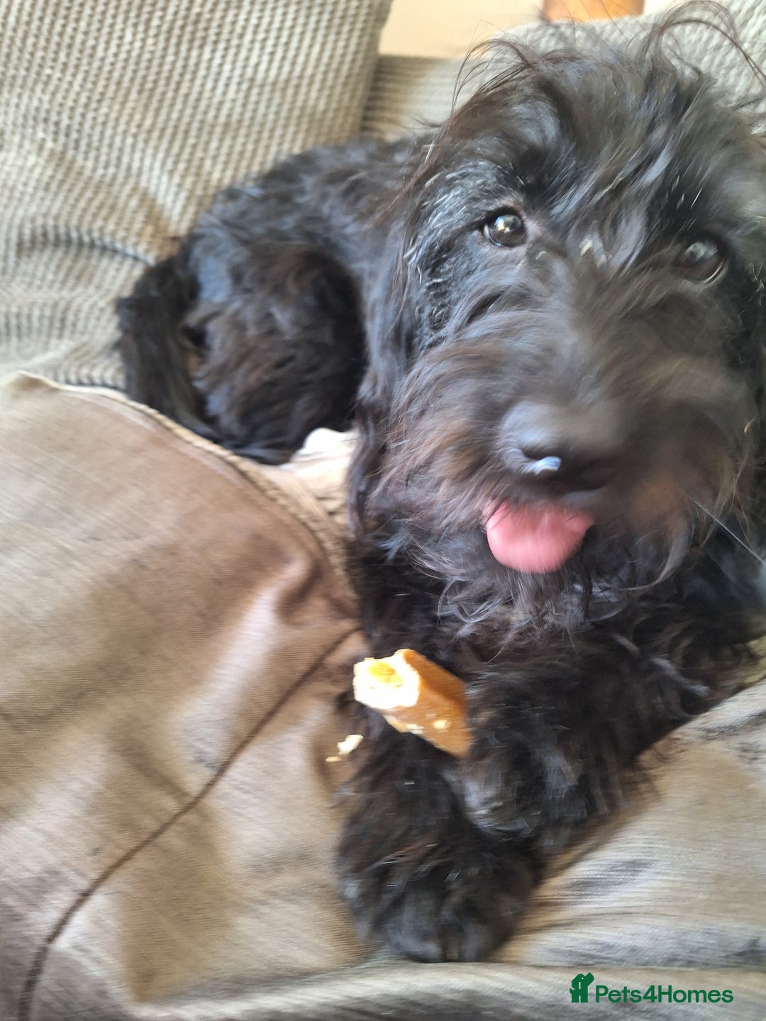 Labradoodle dogs for sale: Female Black Labradoodle - Image 2