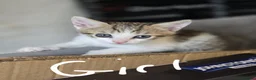 Mixed Breed cats for sale: 🐾 Beautiful Kittens Ready for New Homes 🐾 - Advert 6