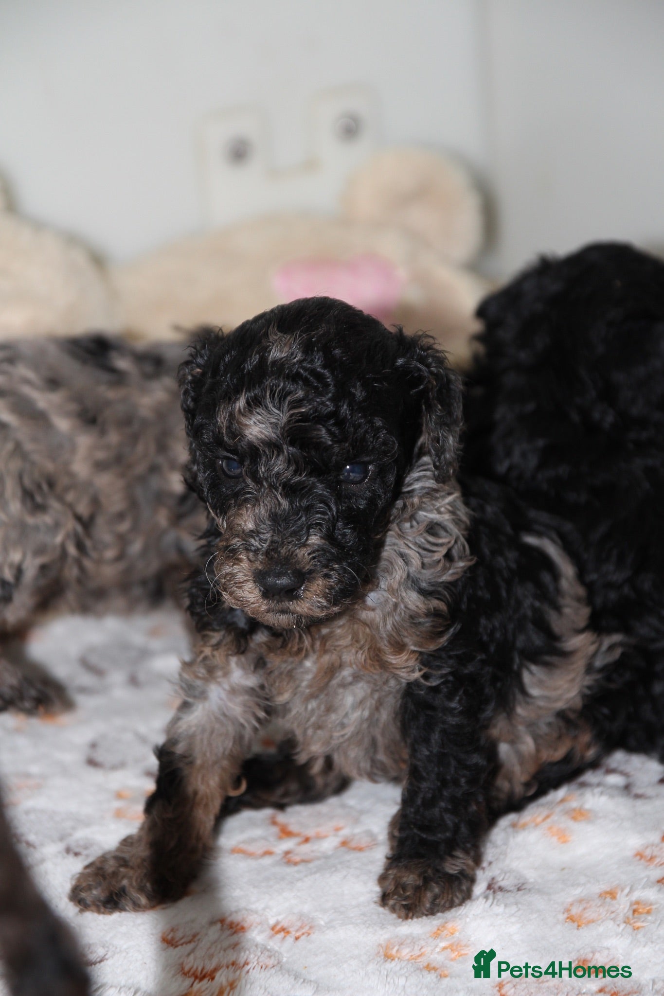Miniature Poodle dogs Beautiful miniature poodle puppies  - Advert 17