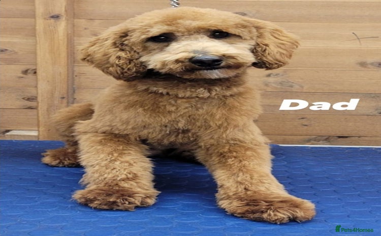 Cockapoo dogs - Advert 8