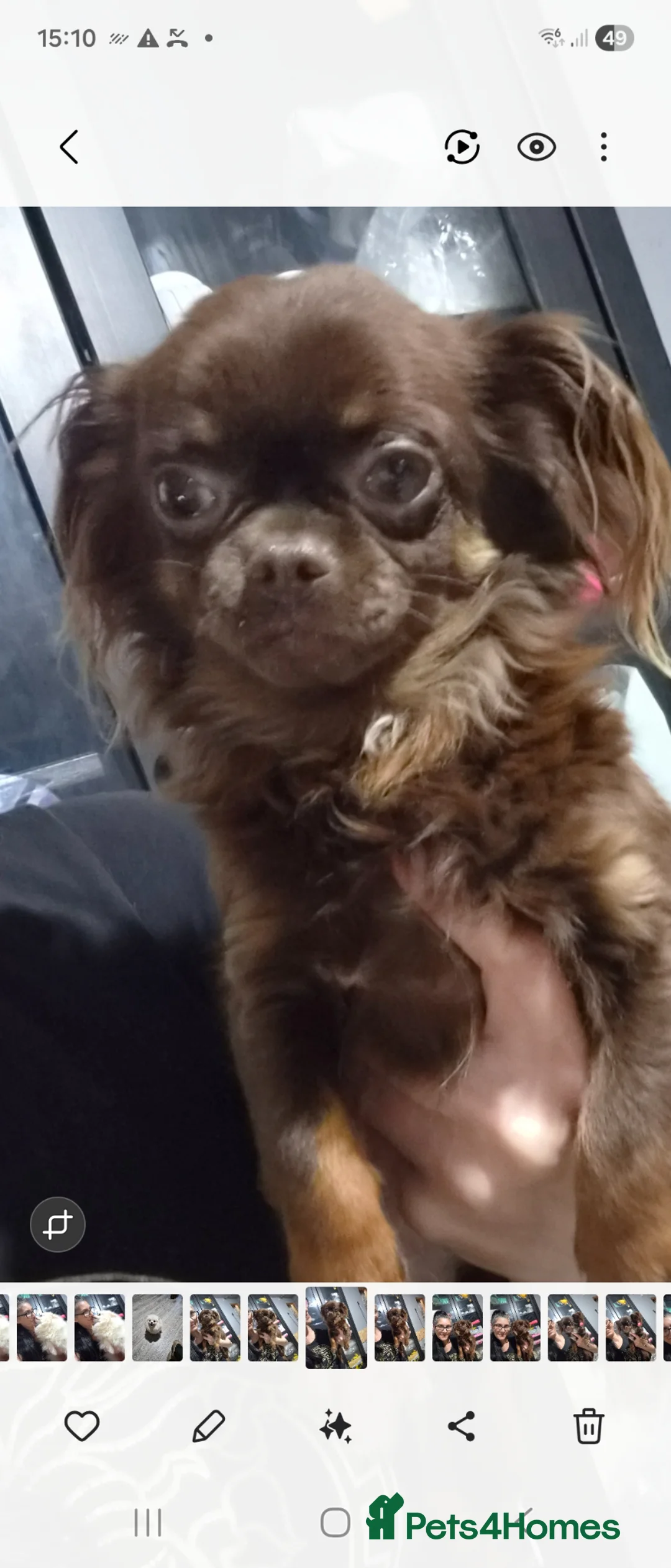 Chihuahua dogs for sale: 💙💙Little gentleman chihuauha💙💙 in Leeds - Advert 1