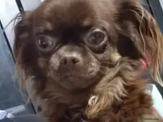 Chihuahua dogs 💙💙Little gentleman chihuauha💙💙 - Advert 17