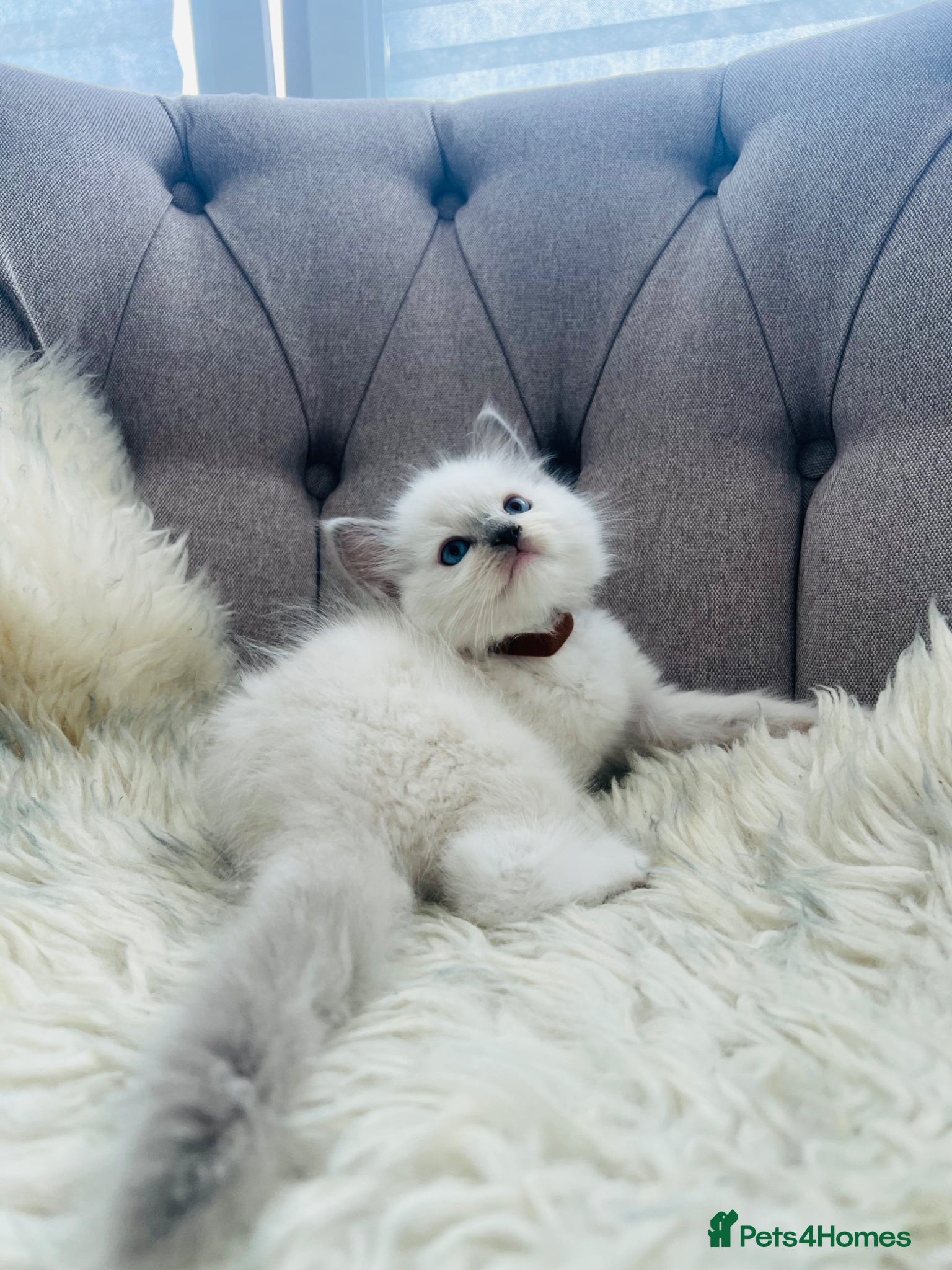 Ragdoll cats Ragdoll pure breed kittens!!! - Advert 2