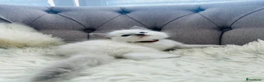 Ragdoll Kitten 1