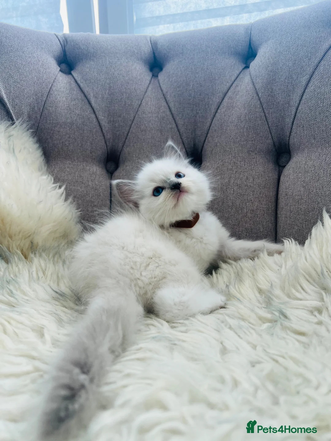 Ragdoll cats for sale: Ragdoll pure breed kittens!!! - Advert 2