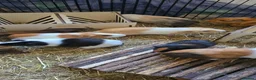 Guinea Pig rodents for sale: Guinea pigs - Advert 4