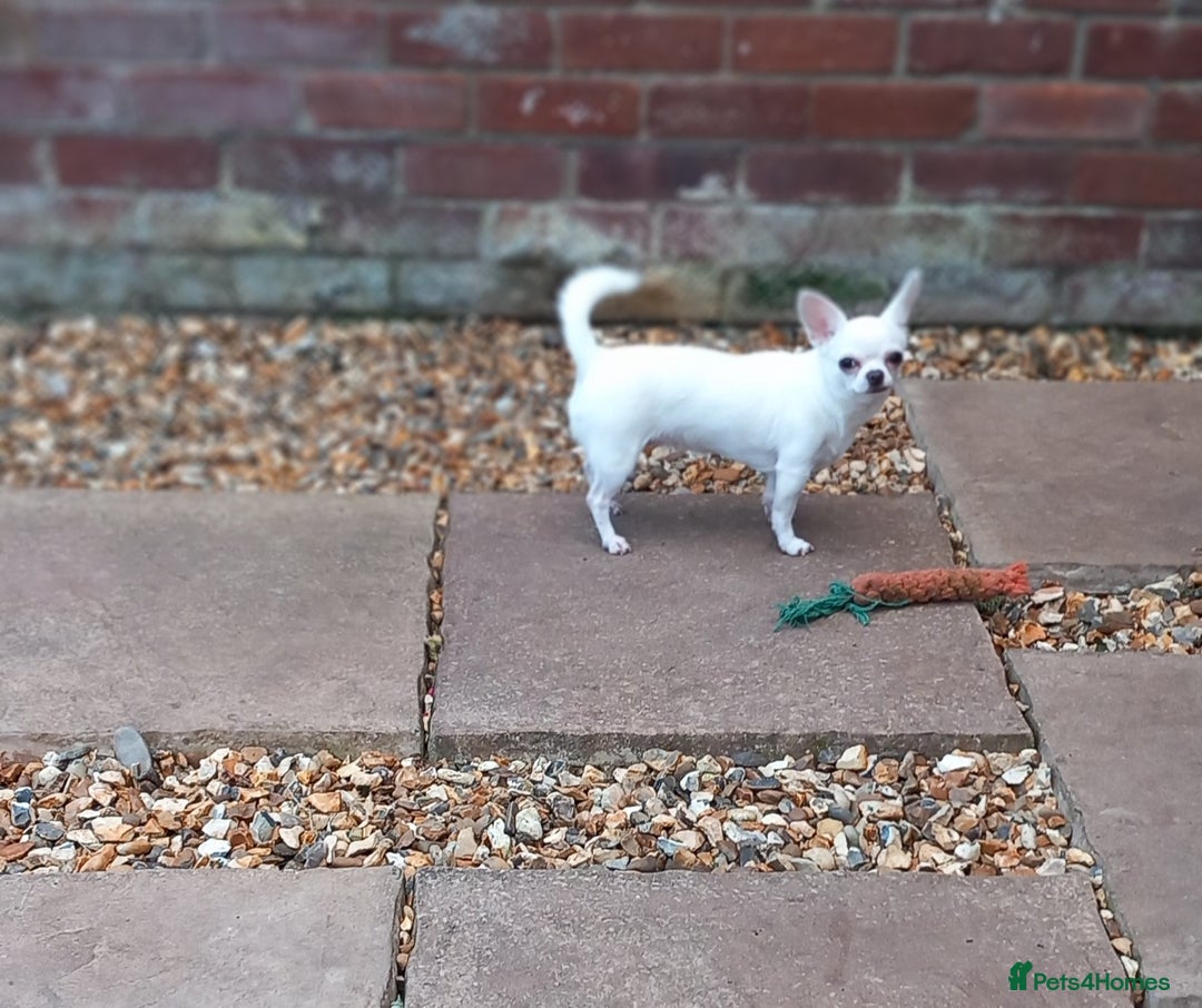 Chihuahua dogs for sale: Smooth coated white girl   - Image 3