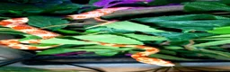 Corn Snake reptiles for sale: Corn snakes forsale 2025 corn snakes 2026 clutches - Advert 18