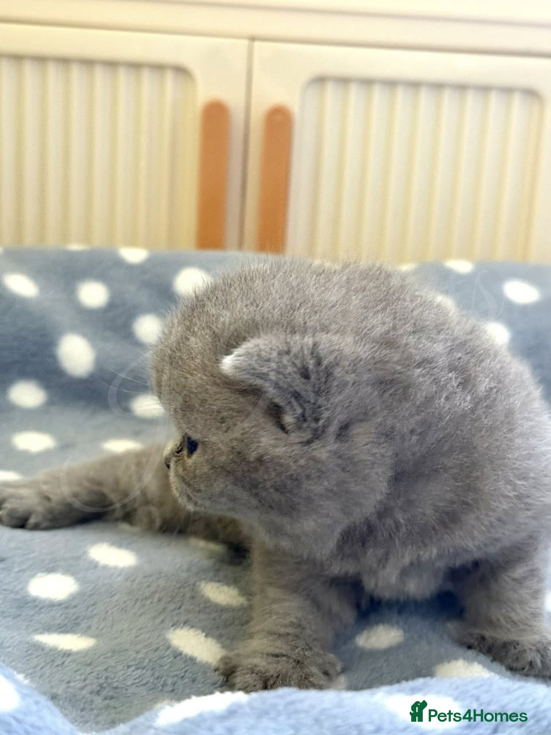 British Shorthair cats for sale: GCCF Registered -Show Quality BSH - Advert 4