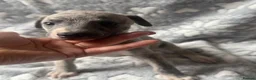 Whippet dogs for sale: KC registered whippet puppy’s  - Advert 21