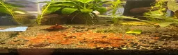 Angelfish fish for sale: Angel Fish/Shrimp/Golden Danio/Betta  - Advert 9