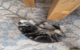 Mixed Breed cats for sale: 2 Sisters 1 Tabby and 1 Tuxedo Persian Mix - Image 10