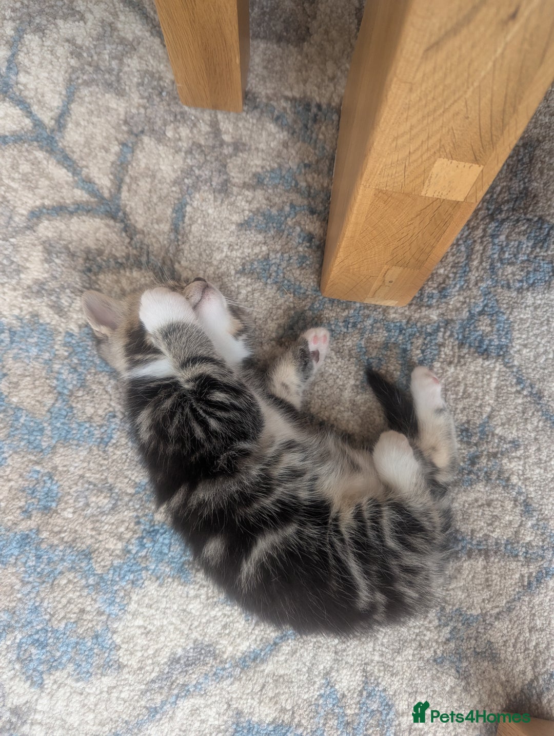 Mixed Breed cats for sale: 2 Sisters 1 Tabby and 1 Tuxedo Persian Mix - Image 10