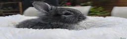 Mini Lion Lop rabbits for sale: Ready 23rd October  - Advert 17